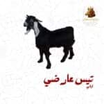 تيس عارضي لباني