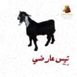 تيس عارضي وسط