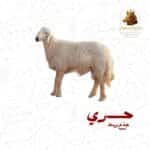 حري جذع وسط
