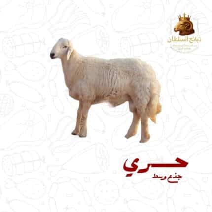 حري جذع وسط