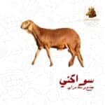 سواكني جذع وسط مرابي