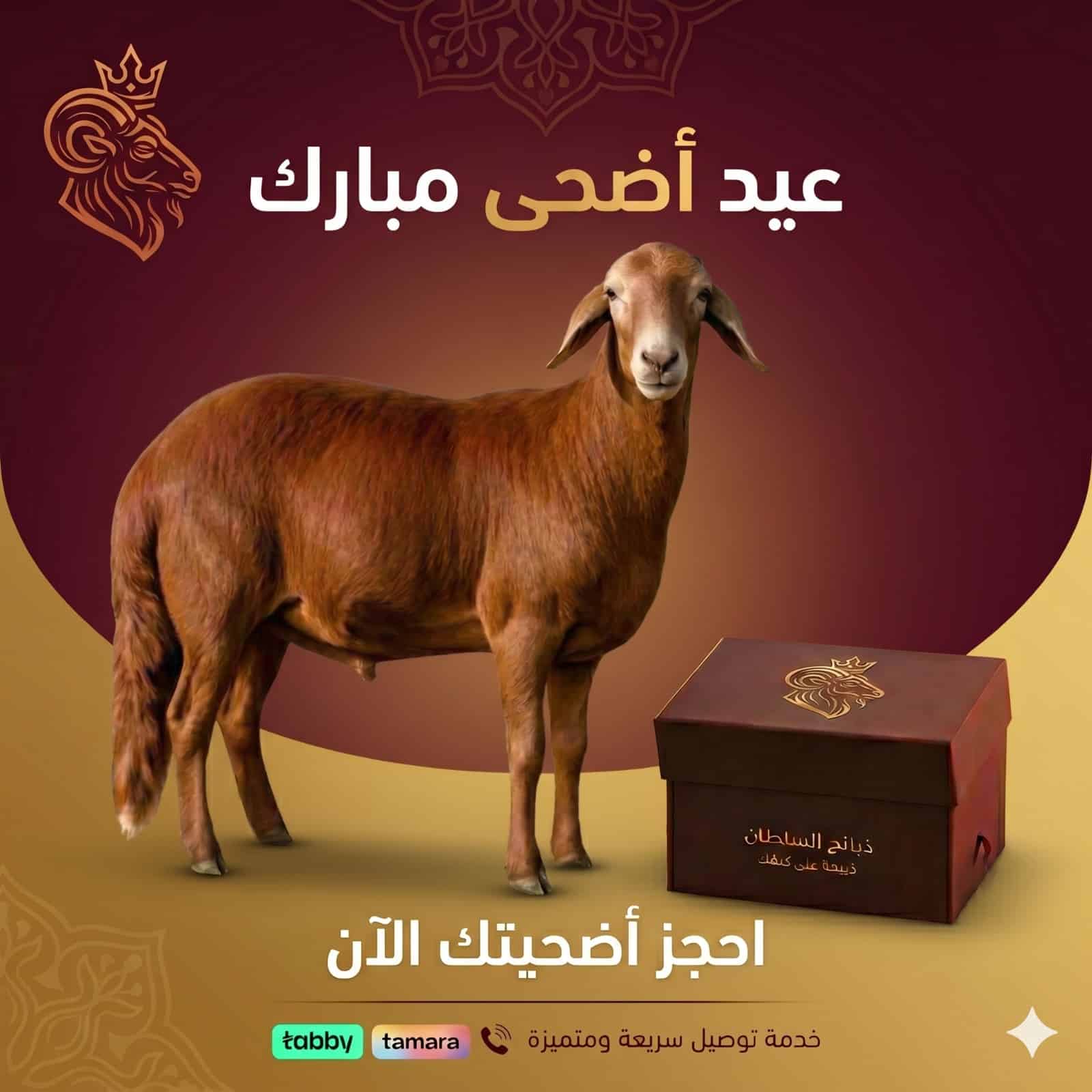 WhatsApp Image 2026-05-22 at 7.17.56 PM (1) اضحيه سواكني - الصورة 1